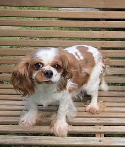Cavalier Super Sweet image 1