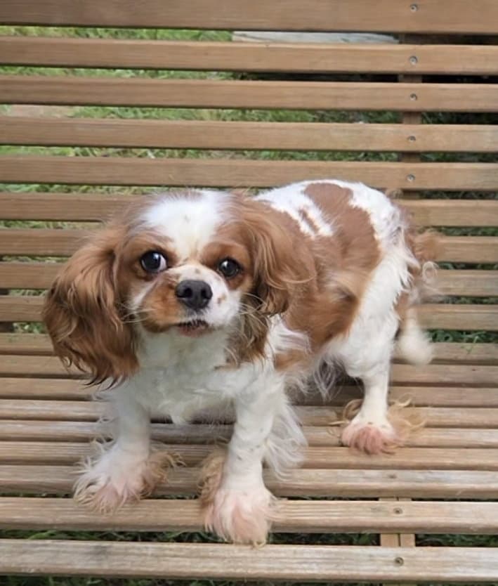 Cavalier Super Sweet - Cavalier King Charles Spaniel
