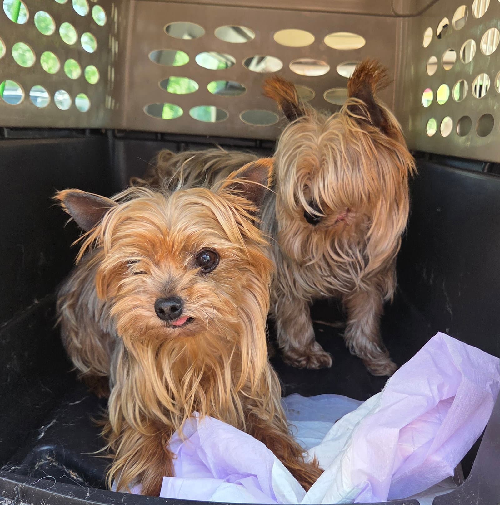 Tiny Yorkies - Yorkshire Terrier Yorkie