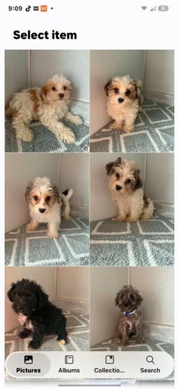 Yorkiepooyochon image 1