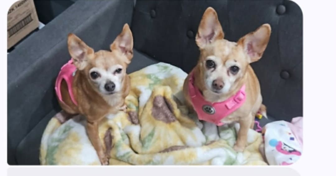 Shirley  Pearl - Chihuahua