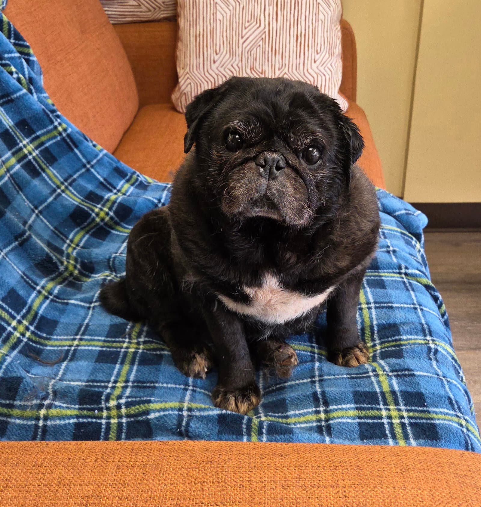 Hoss - Pug