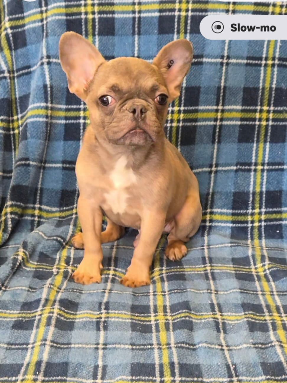 Bub - French Bulldog