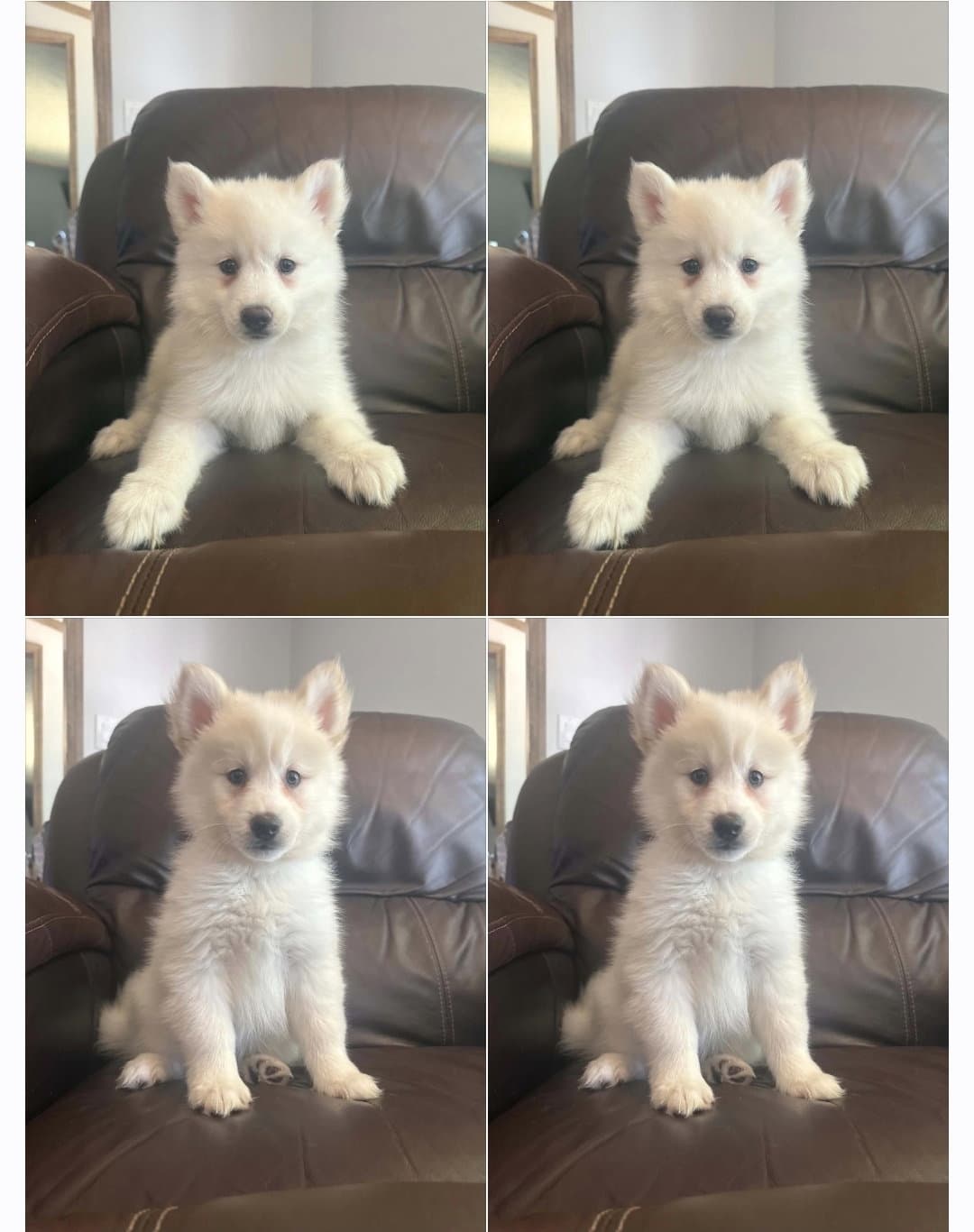 Pomski Female  Male - Pomeranian
