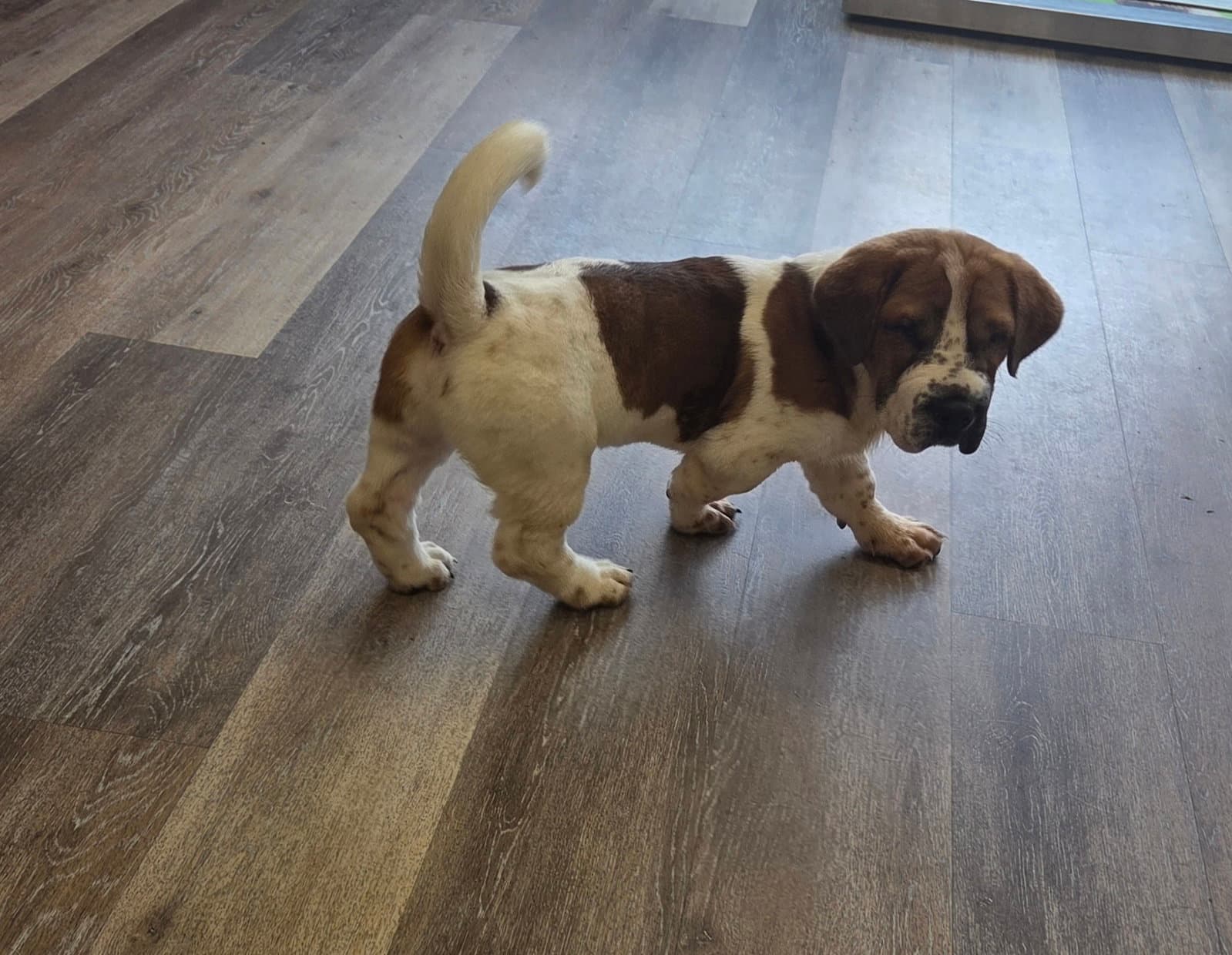 Walter Walt - Basset Hound