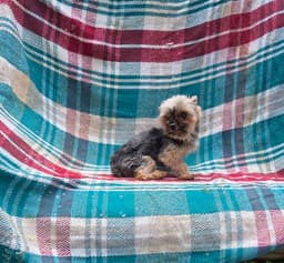 Tiny Yorkie Feisty image 1