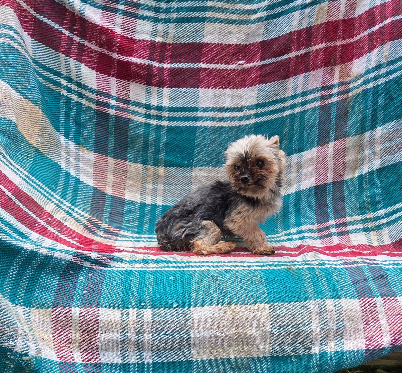 Tiny Yorkie Feisty - Yorkshire Terrier Yorkie