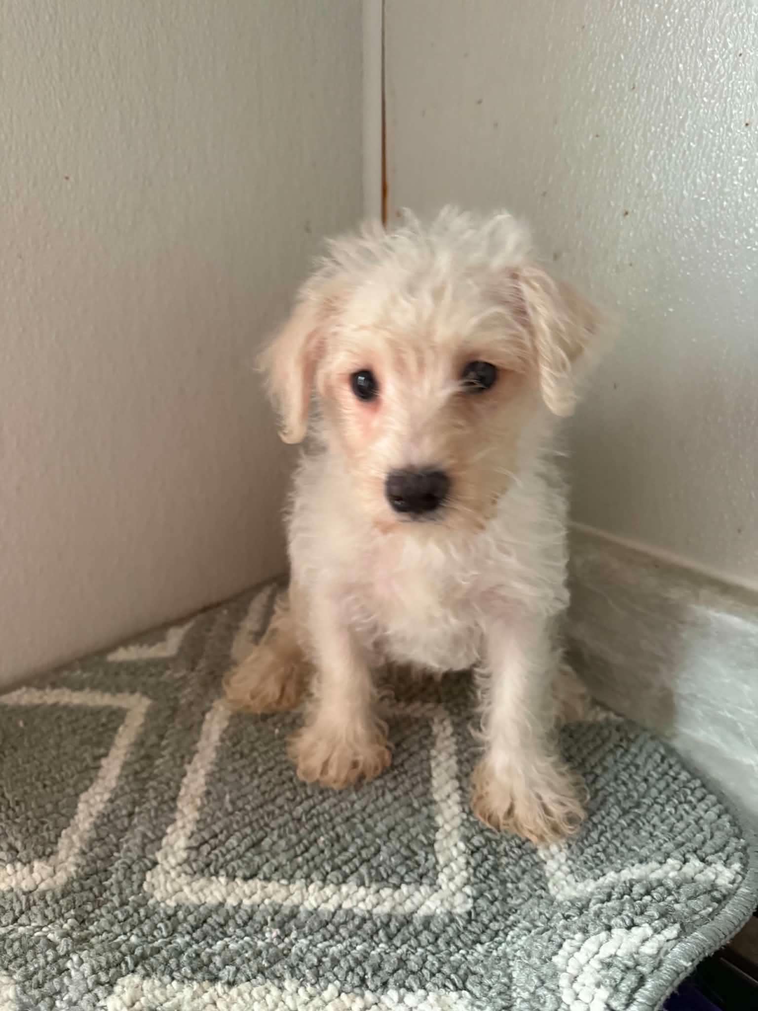 Westie-Poo - West Highland White Terrier Westie