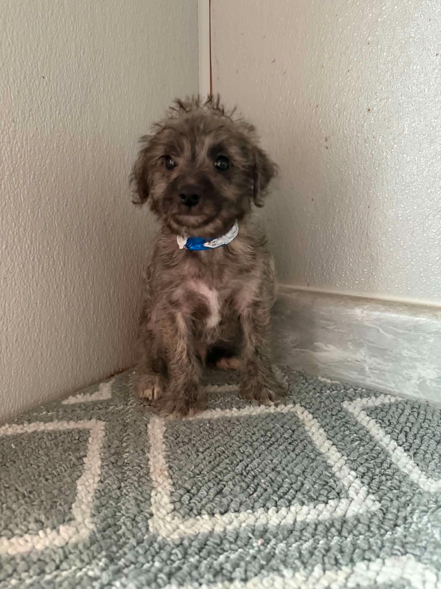 Cairn-Poo - Cairn Terrier