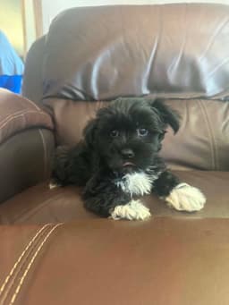 Yorkie Poo image 1
