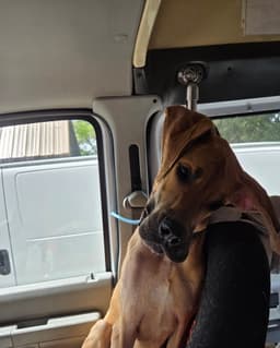 Marmaduke Duke image 1