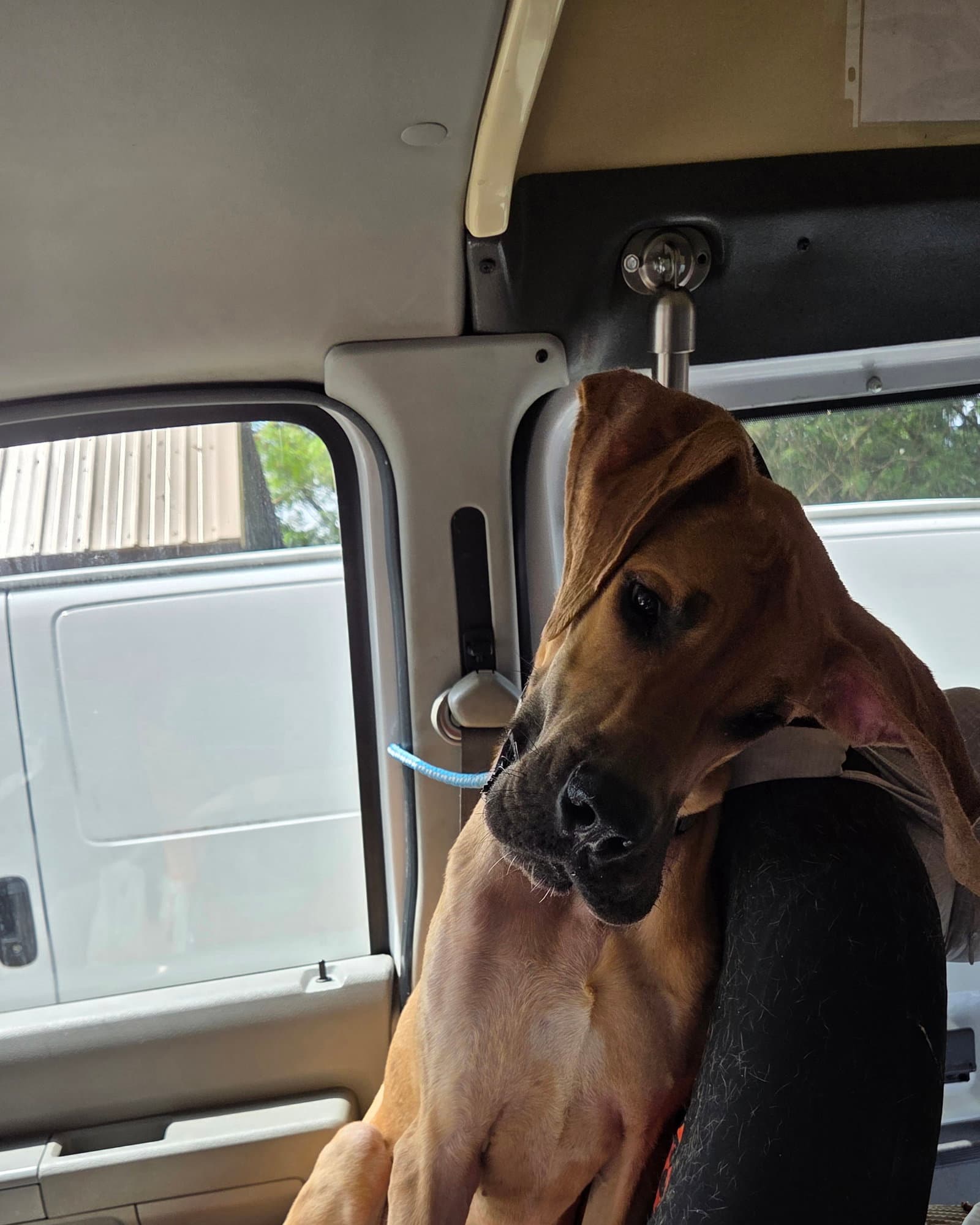 Marmaduke Duke