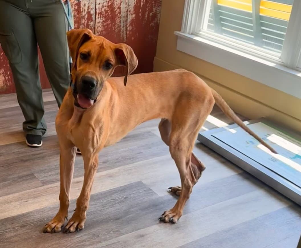 Marmaduke Duke - Great Dane