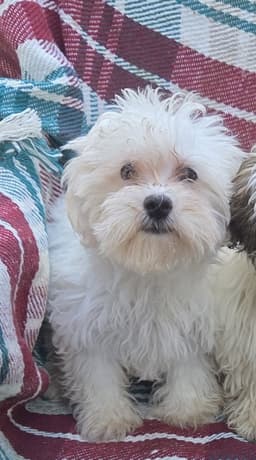 Maltipoo image 1