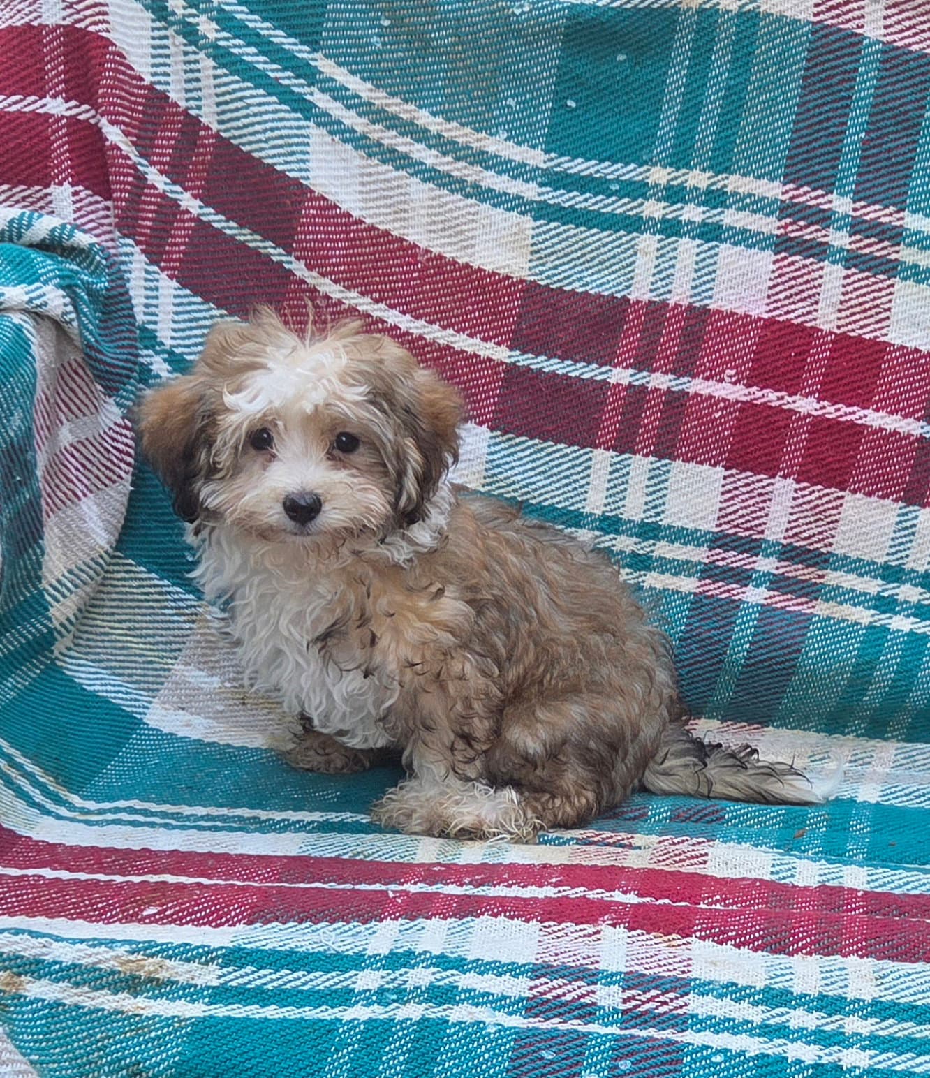 Havapoo Male - Havanese