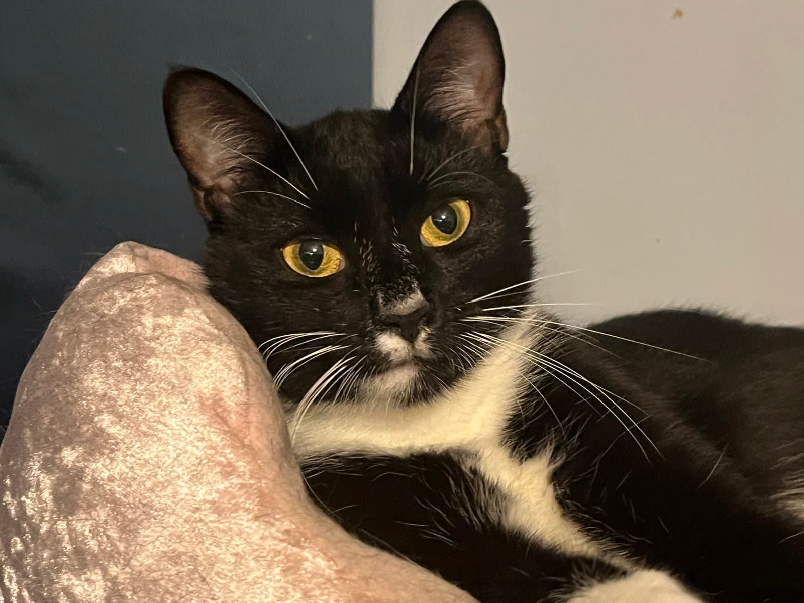 Sabrina - Domestic Short Hair