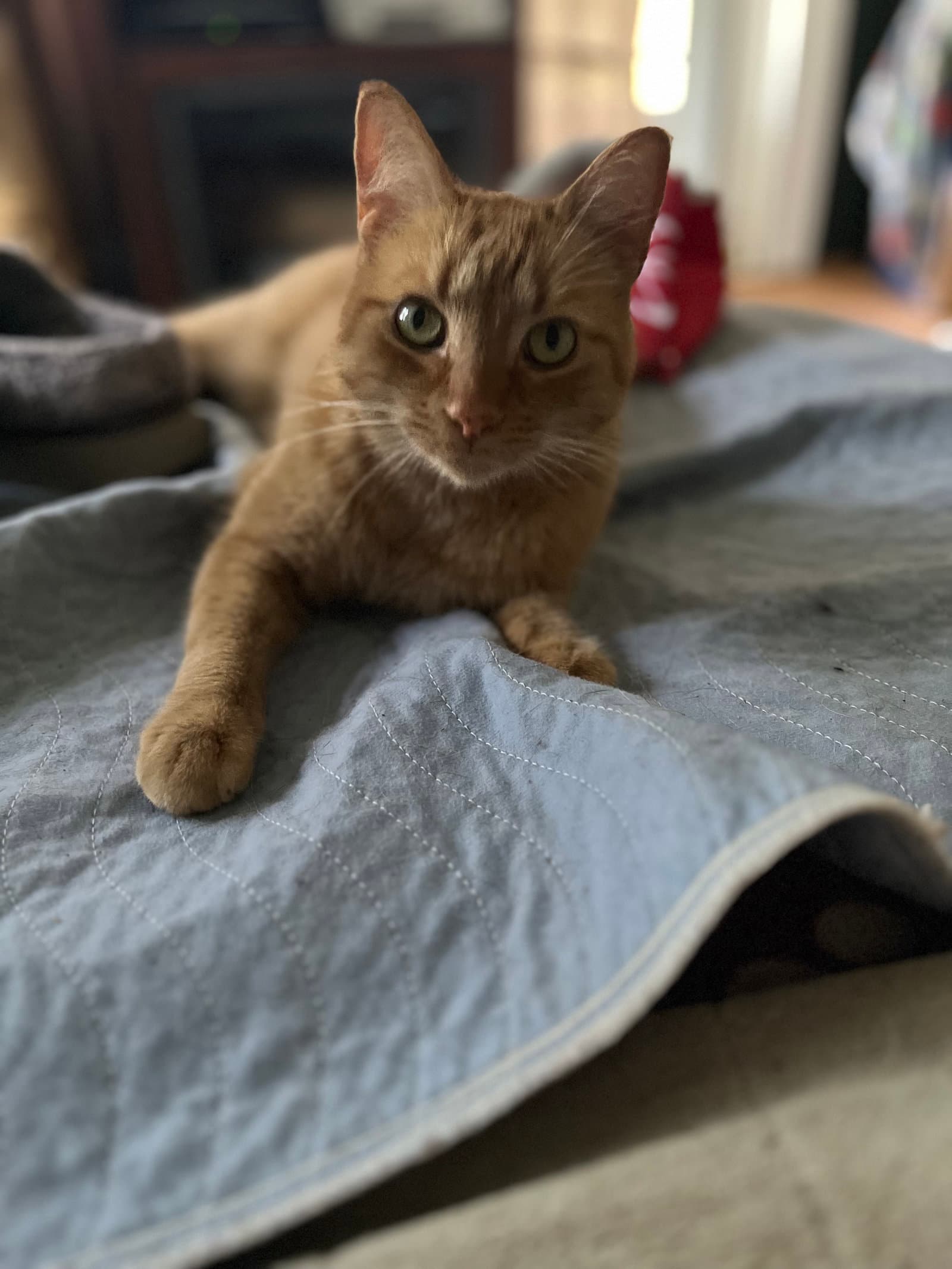 Heineken - Ak - Domestic Short Hair