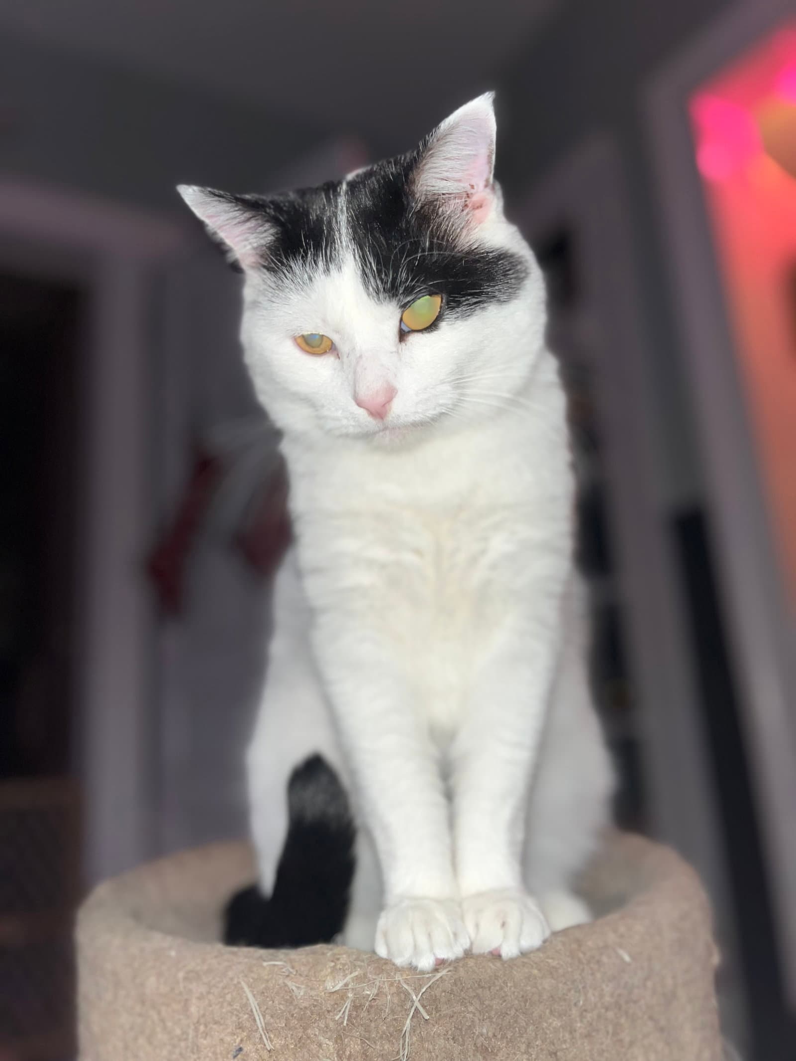 Frankie - Domestic Short Hair