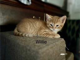 Willie Bm image 1