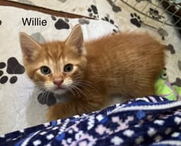 Willie Bm image 2
