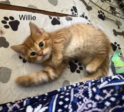 Willie Bm image 3