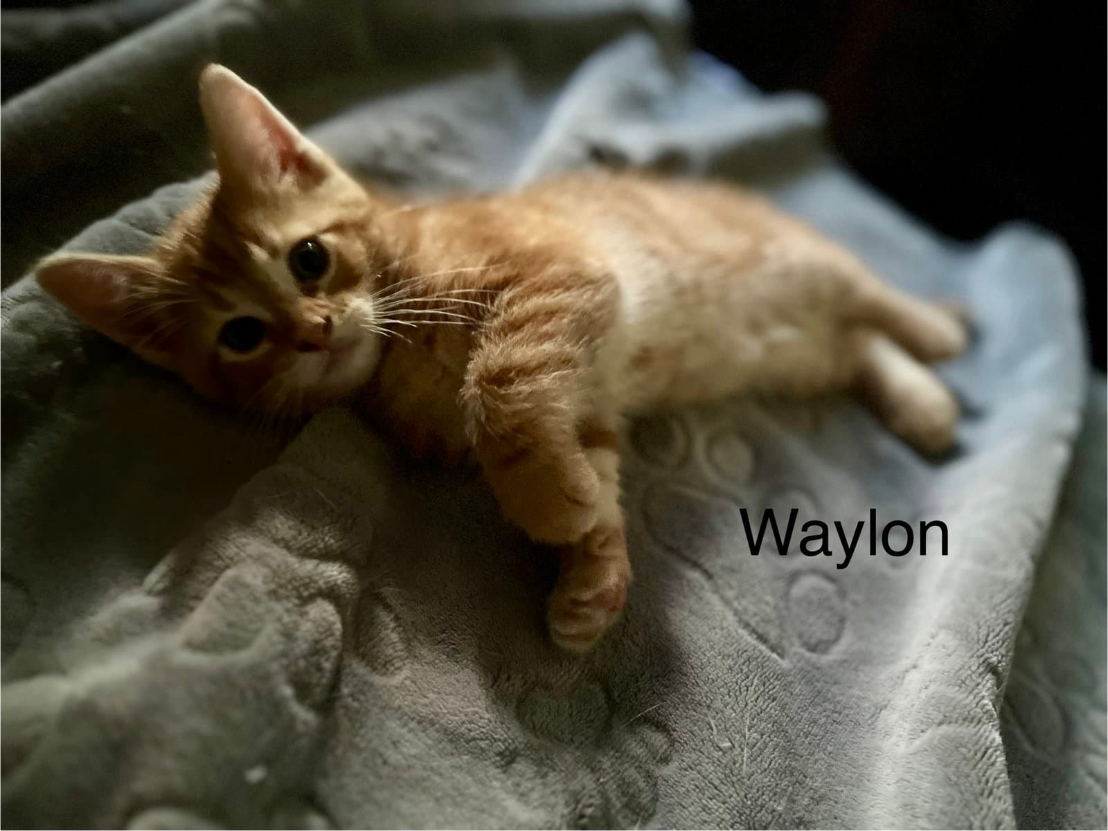 Waylon Bm - Domestic Short Hair