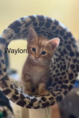 Waylon Bm image 2