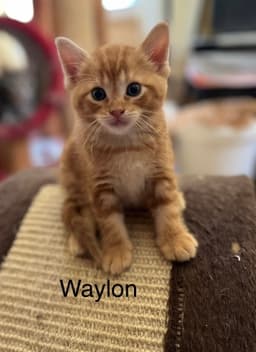 Waylon Bm image 3