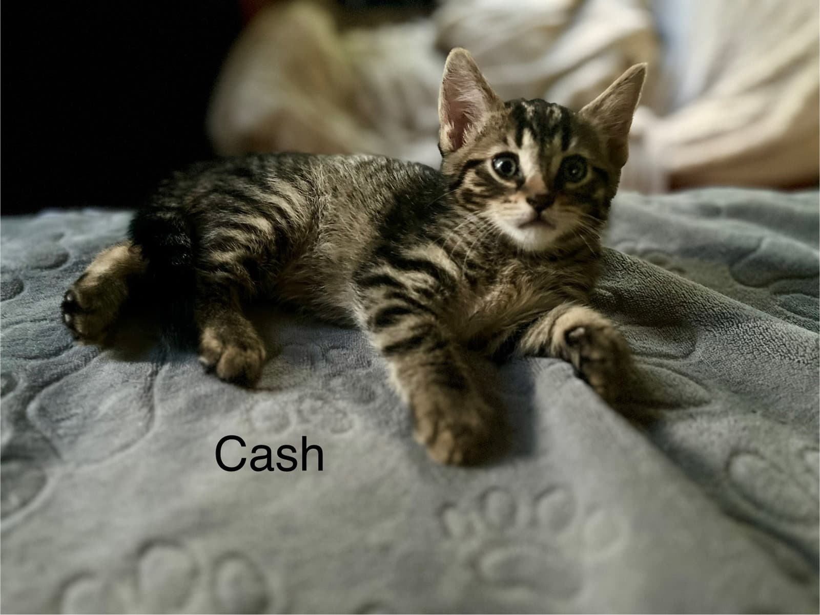 Cash - Extra-Toes Cat (Hemingway Polydactyl)