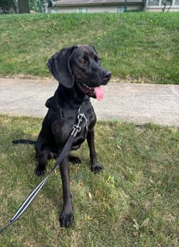 Winston image 1