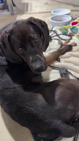 Winston image 3