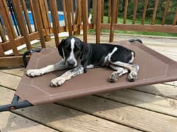 Buddy - Bo image 1