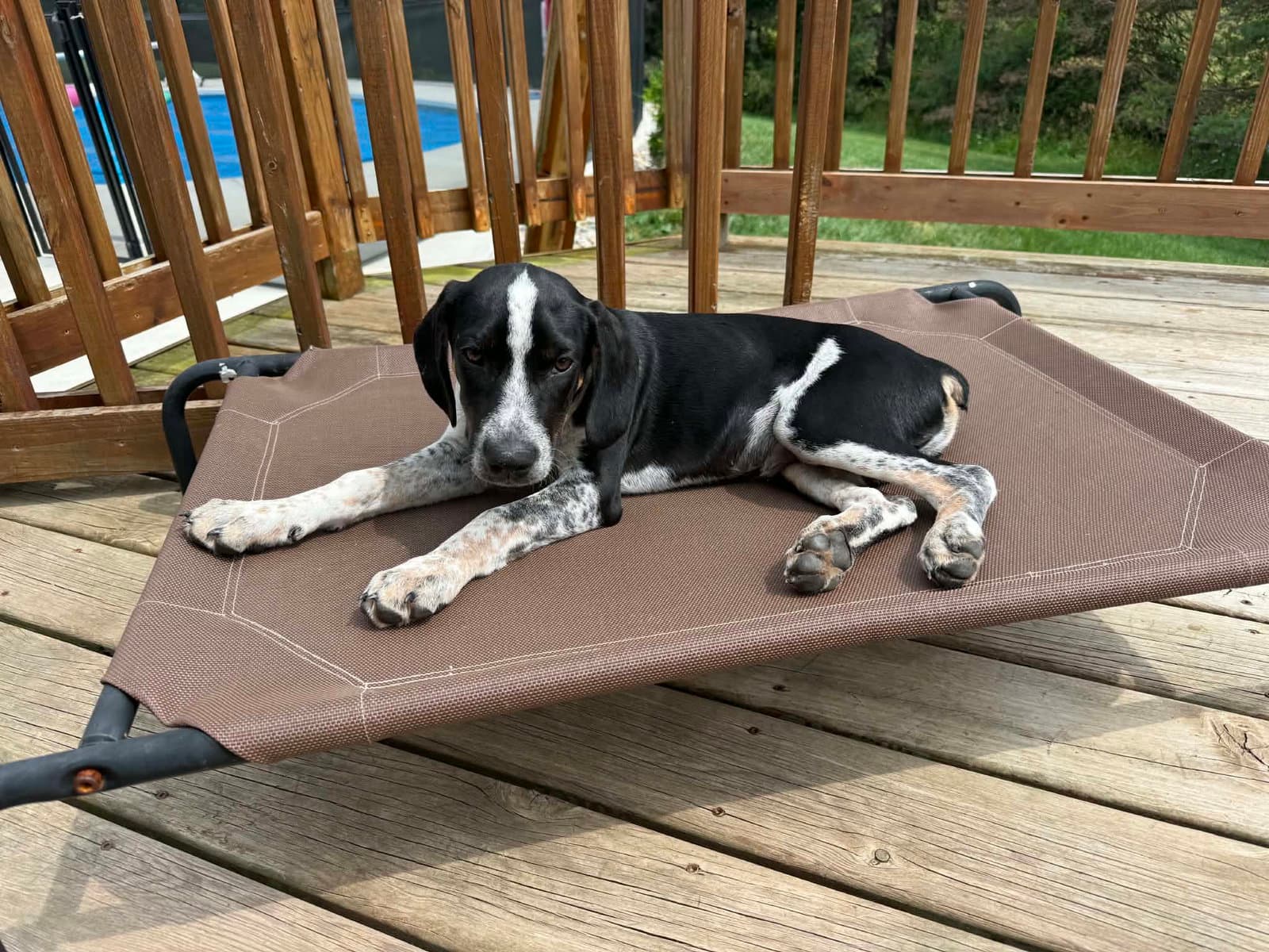 Buddy - Bo - Hound