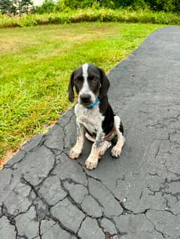 Buddy - Bo image 2