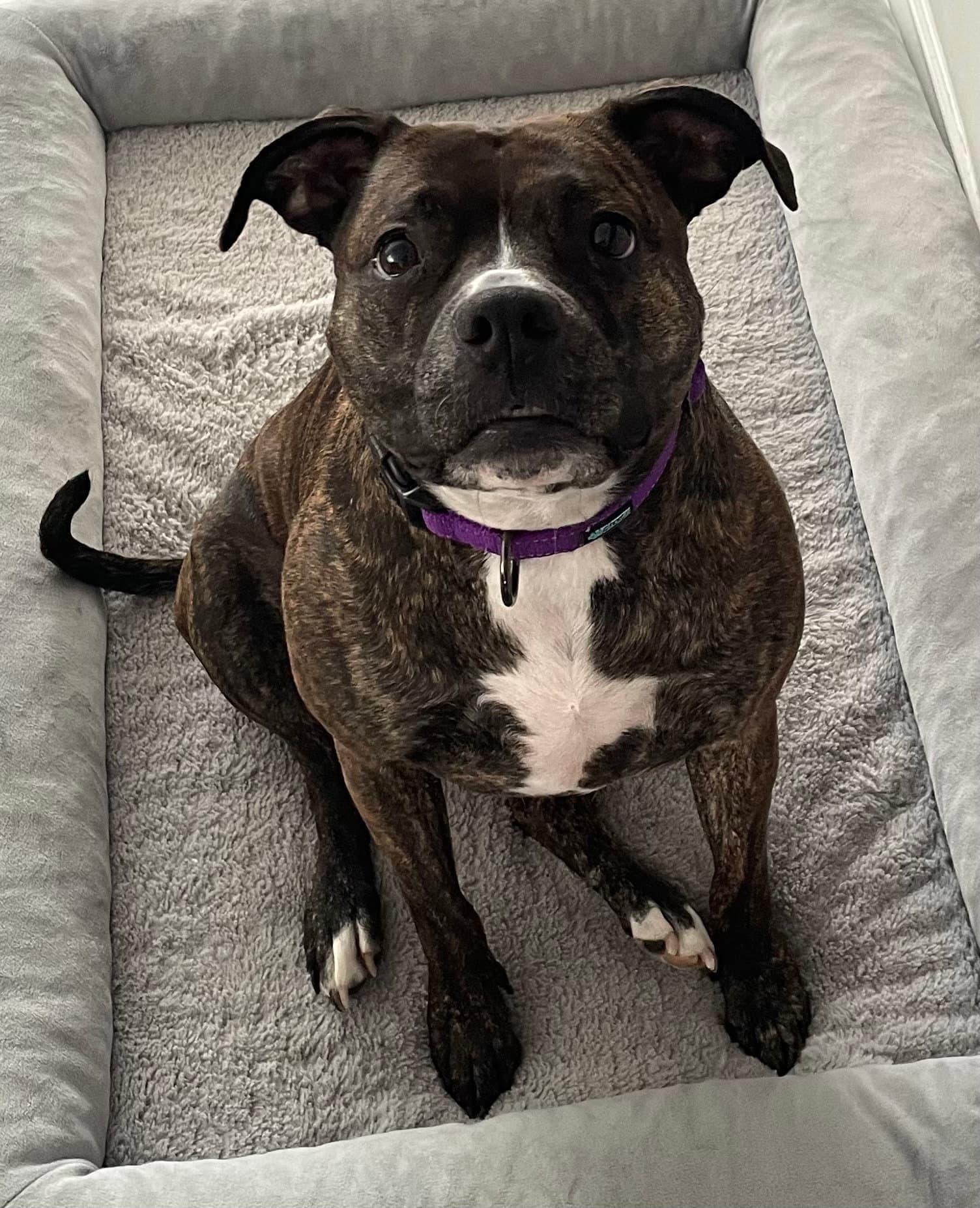 Izzy - Pit Bull Terrier