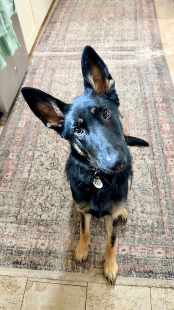 Otti Formerly Baby - German Shepherd Dog