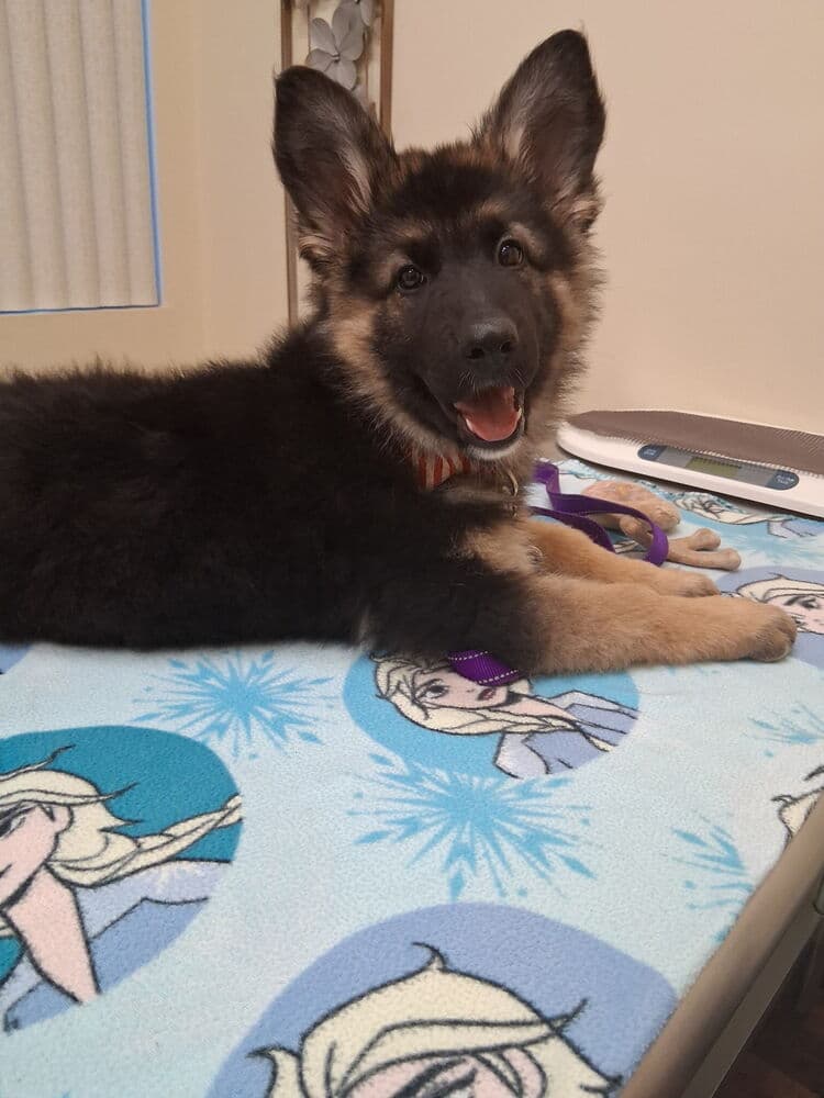 Annika - German Shepherd Dog
