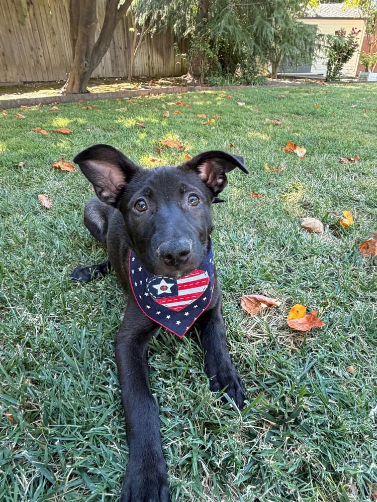 Denali - German Shepherd Dog