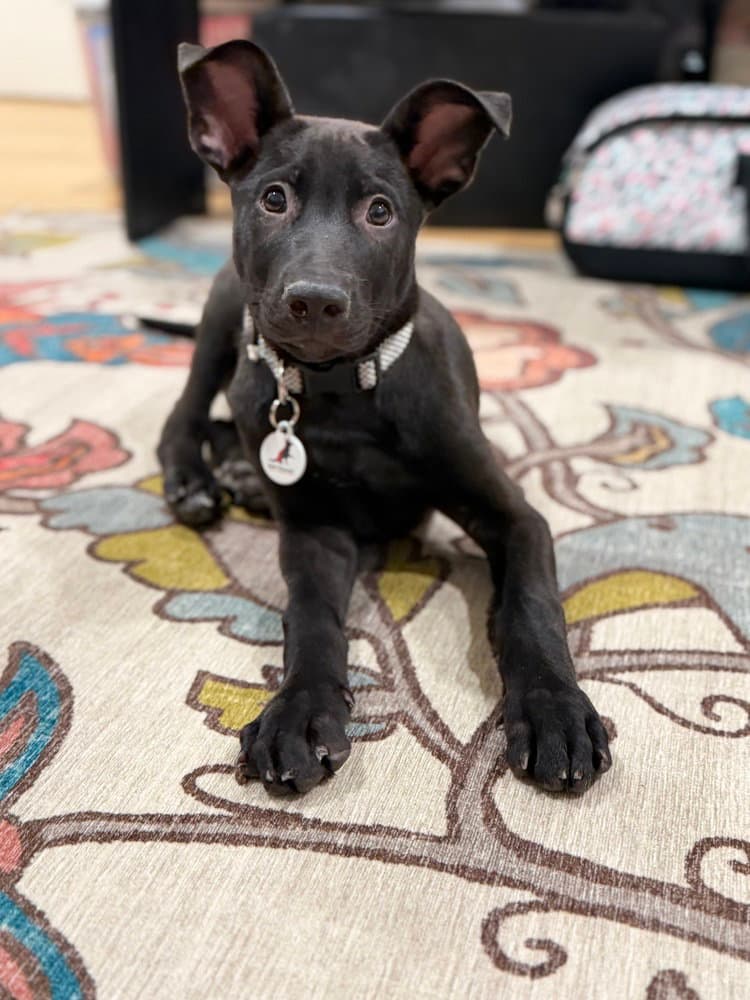 Apollo - German Shepherd Dog