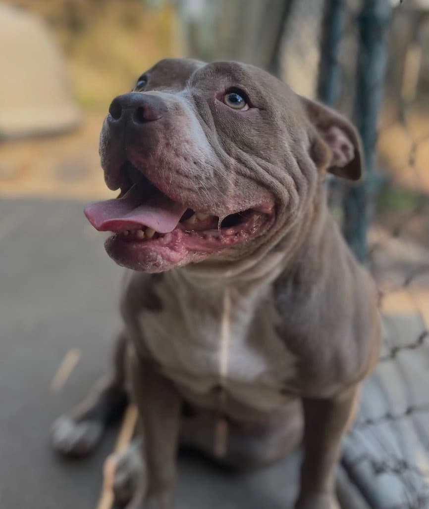 Sylvy - Pit Bull Terrier