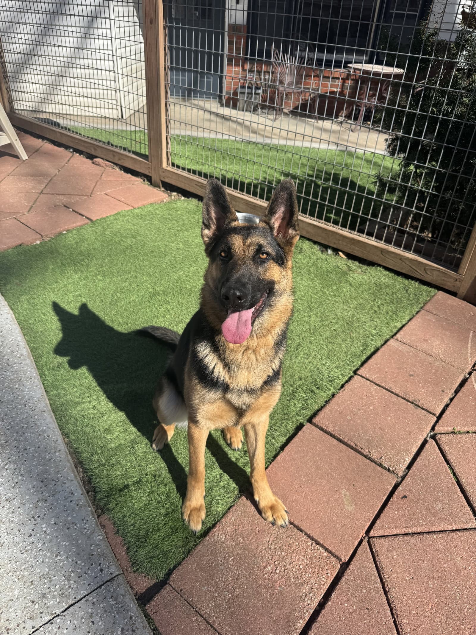 Blu - German Shepherd Dog
