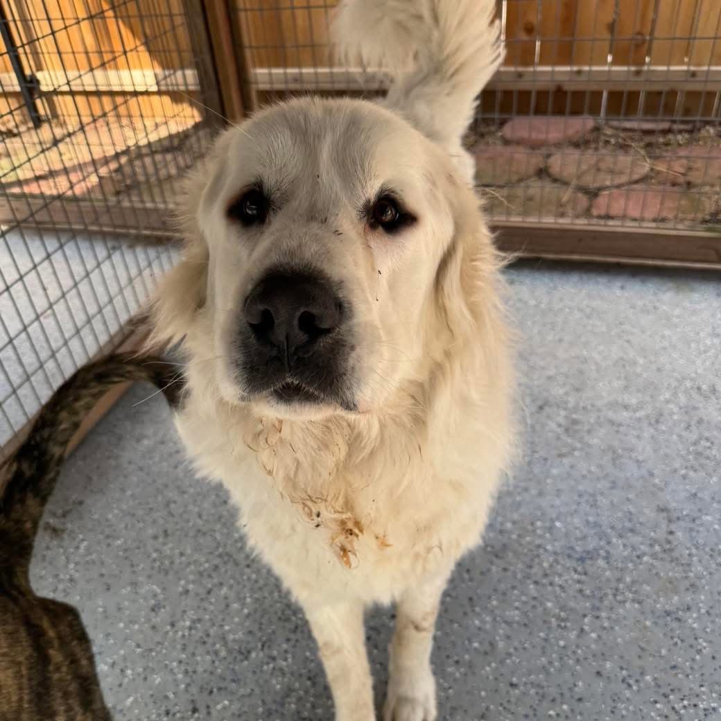 Sarge - Great Pyrenees