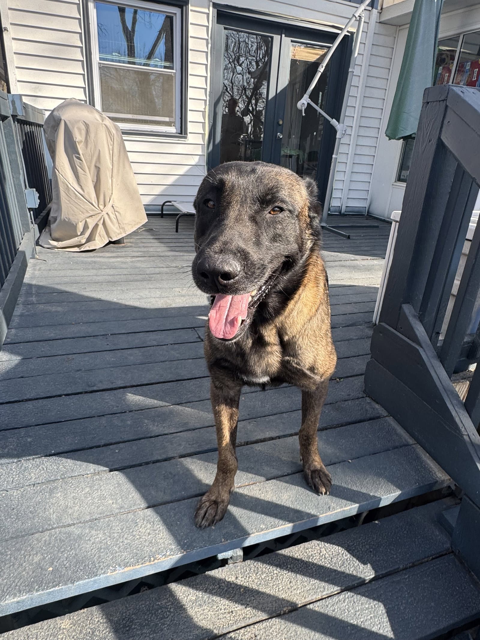 Joe - Belgian Shepherd Malinois