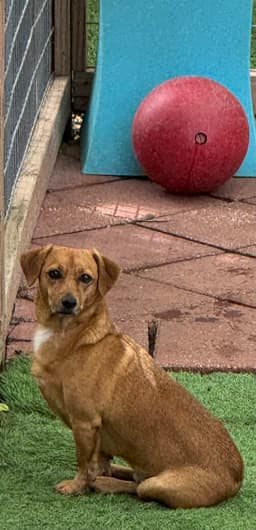 Skippy image 3