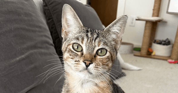 Shortbread - Domestic Short Hair