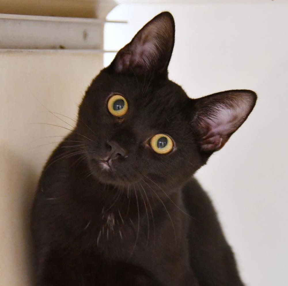 Lestat - Domestic Short Hair
