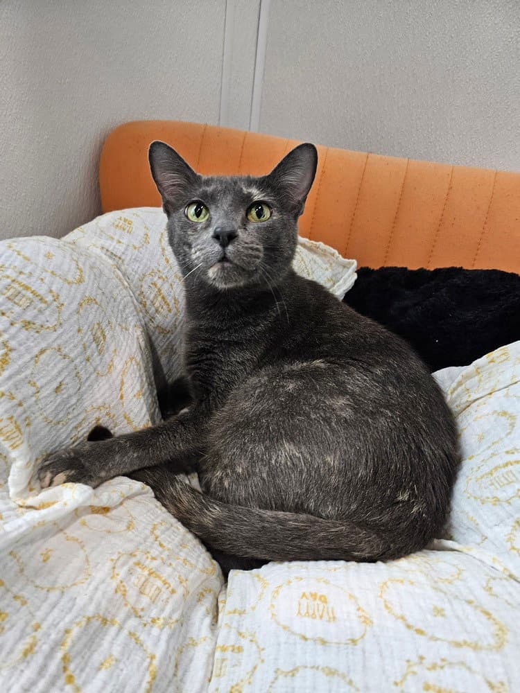 Gryla - Domestic Short Hair