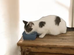 Elphie image 1