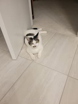 Elphie image 3