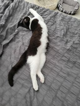 Fiyero image 4